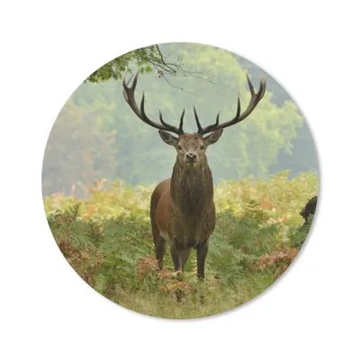 Produktbild von MuchoWow® Mauspad Mousepad Rothirsch - Natur - Grün 20x20 cm - Mousepads - Maus Mat - Pad - Mausunterlage - Schreibtischmatte