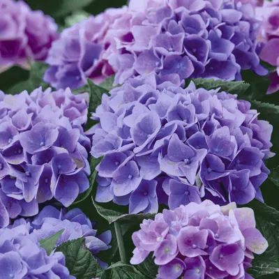 Produktbild von 20 Servietten Lilac Hydrangea - Wilde Hortensien 33x33cm