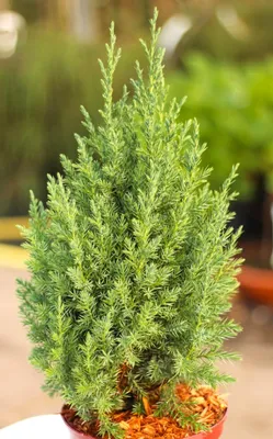 Produktbild von Wacholder Juniperus chinensis Stricta Chinesischer Säulenwacholder 30 - 40 cm