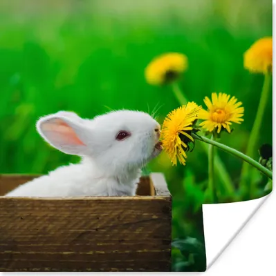 Produktbild von MuchoWow® Poster Kaninchen - Löwenzahn - Gras 75x75 cm - Wand Dekoration