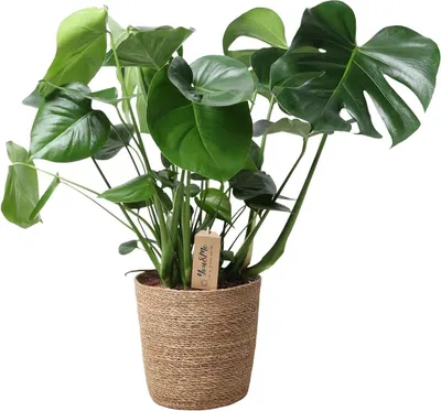 Obrázek produktu pro Monstera v přírodním proutěném košíku – Ø 21 cm – ↕ 60 cm – nenáročná pokojová rostlina s charakteristickými okénkovými listy – v přírodním proutěném košíku – čistí vzduch a je dekorativní