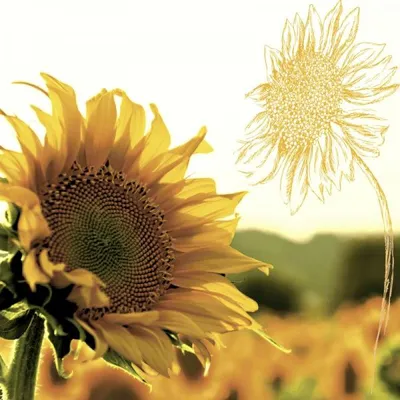 Produktbild von RP 20 Servietten Dusk Sunflower 33x33cm