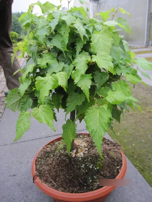 Produktbild von Tilia cordata Lico - Zwerglinde Lico - 40-60