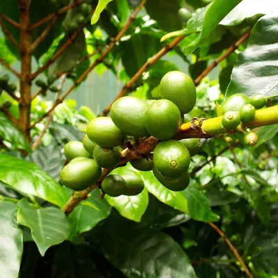 Produktbild von Catura-Kaffee (Coffea arabica 'catura')  - 10 Samen
