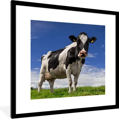 Produktbild von MuchoWow® Gerahmtes Poster Kuh - Gras - Blau - Tiere 40x40 cm - Poster mit Schwarzem Bilderrahmen Wandposter Rahmen Foto Bilder - Poster - Plakat im Rahmen