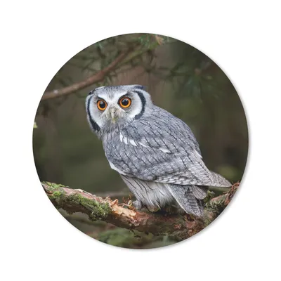Produktbild von MuchoWow® Mauspad Mousepad Eule - Vogel - Äste - Natur 20x20 cm - Mousepads - Maus Mat - Pad - Mausunterlage - Schreibtischmatte