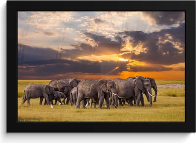 Produktbild von MuchoWow® MuchoWow® Gerahmtes Poster Elefant - Tiere - Gras - Sonnenuntergang - Natur 30x20 cm - Poster mit zchwarzem Bilderrahmen - Kunstdruck - Bild-Poster