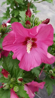 Image de Hibiscus syriacus Sup'Bridge® 'Minsyrou17'/ Althéa rouge foncé