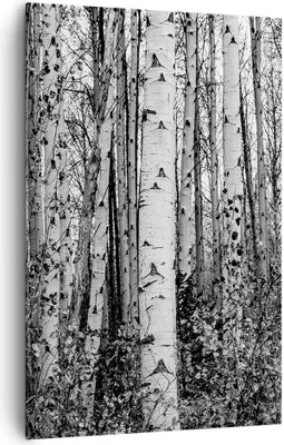 Produktbild von Bild auf Leinwand - Leinwandbild - Einteilig - Birken Wald Monochrom - 80x120cm - Wand Bild - Wanddeko - Wandbilder - Leinwanddruck - Wanddekoration - Leinwand bilder - Wandbild - PA80x120-4643