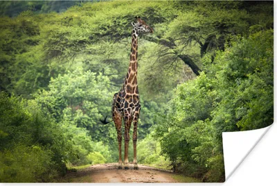 Produktbild von MuchoWow® Poster Giraffe - Natur - Bäume 90x60 cm - Schlafzimmer