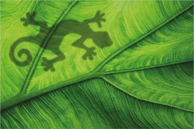 Produktbild von Wallario Poster - Gecko Schatten auf grünem Blatt - Umriss, Kunstdruck Größe: 61 x 91,50 cm