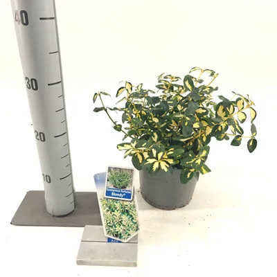 Immagine prodotto di Euonymus 'Blondy'® - Arbusto a fusto colonnare | 20-25 cm in vaso