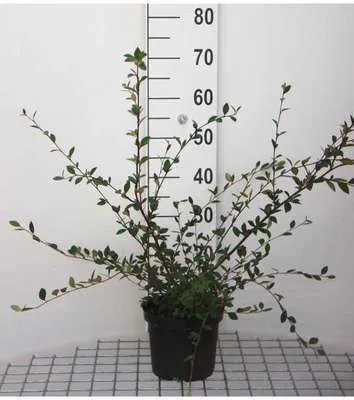 Image de Cotoneaster lacteus - Néflier tapis 40- 60 cm conteneur