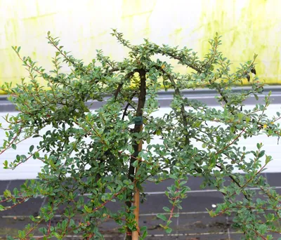 Obrázok produktu pre Trpasličí medovník Radicans Cotoneaster dammeri Vysoký kmeň 80 - 100 cm Medovník