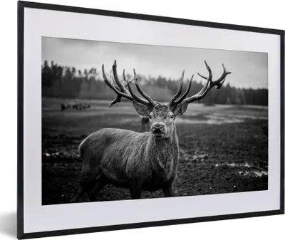Produktbild von MuchoWow® Gerahmtes Poster Tiere - Hirsch - Geweih - Schwarz und weiß - Natur 60x40 cm - Poster mit Schwarzem Bilderrahmen Wandposter Rahmen Foto Bilder - Schlafzimmer - Plakat in Rahmen - Drucken