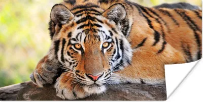 Produktbild von MuchoWow® Poster Tiger - Welpe - Rüssel 40x20 cm - Poster für die Wand - Poster Schlafzimmer