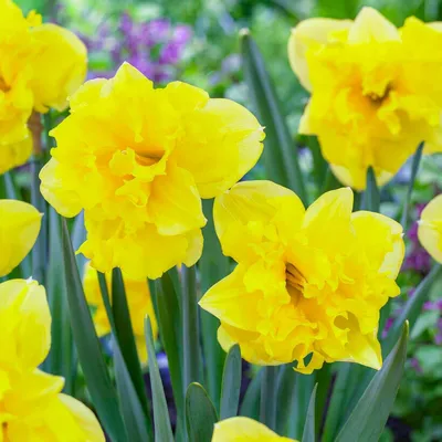 Produktbild von Narzissen Zwiebeln Winterhart Mehrjährig - Osterglocken Sailorman - 25 Blumenzwiebeln - Duftende Pflanzen aus Holland - für Garten und Topf (keine Samen, nicht künstlich)