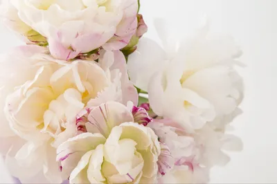Zdjęcie produktu dla Fototapeta Dekoracja do Salonu Delikatne Peonie Kwiaty z Modnym efektem 3D 416x290cm