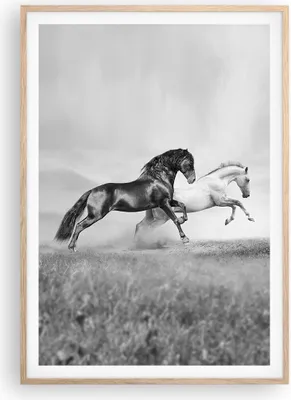 Produktbild von Gerahmtes Poster - Rahmen in heller Eiche - Pferde Tiere Galopp Wiese - 70x100 cm - Wand Bild - Wanddeko - Wandbilder - Wandposter - Bilderrahmen - Bilder - Kunstdruck - Wandbild - P2NPA70x100-2683