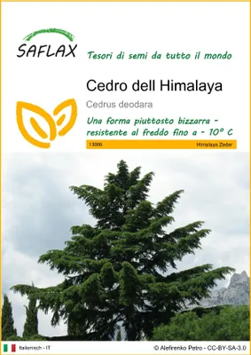 Immagine prodotto di SAFLAX  - Cedro dell Himalaya - 35 semi - Cedrus