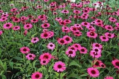 Obrázok produktu pre 6 x Echinacea purp. 'Summer Cloud'® - Sonnenhut - Topf 9 x 9 cm