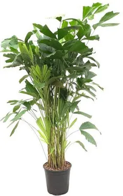 Obrázek produktu pro Caryota mitis – palma rybí ocas – pokojová rostlina, cca 140 cm – Ø 24 cm – tropická palma s péřovitými listy do obývacího pokoje, kanceláře a zimní zahrady