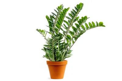 Obrázok produktu pre Gardners Zamioculcas zamiifolia, priemer 27 cm