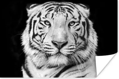 Produktbild von MuchoWow® Poster Tiger - Schwarz - Weiß - Porträt - Tiere 60x40 cm - Schlafzimmerdekoration