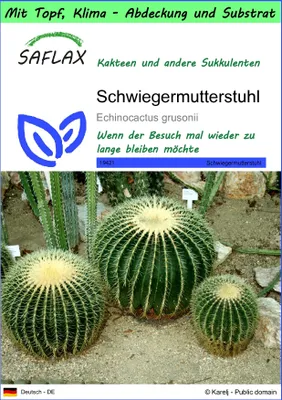 Produktbild von SAFLAX Garden to go - Schwiegermutterstuhl - Echinocactus grusonii - 40 Samen - Mit Topf, Klima - Deckel und Anzuchtsubstrat