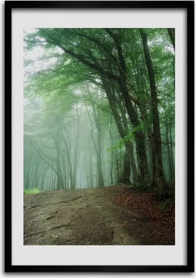Produktbild von Bild - Bilderrahmen - Foto - 70 cm x 100 cm - MDF - Rahmen - Wandkunst - Nebel im Wald