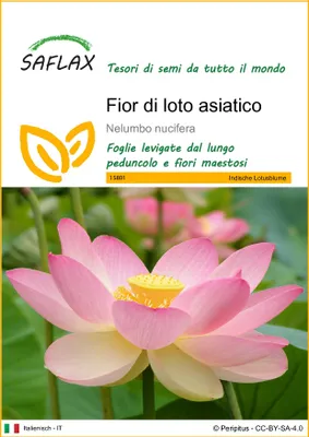 Immagine prodotto di SAFLAX  - Fior di loto asiatico - 8 semi - Nelumbo