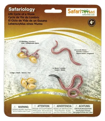 Immagine prodotto di Il ciclo vitale del safari - Il lombrico