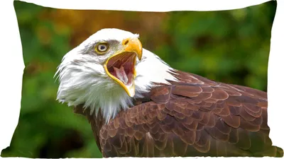 Produktbild von MuchoWow® Zierkissen Sofakissen Wohnzimmer Dekokissen 60x40 cm Ein krächzender Weißkopfseeadler - Kopfkissen - Polster mit Foto