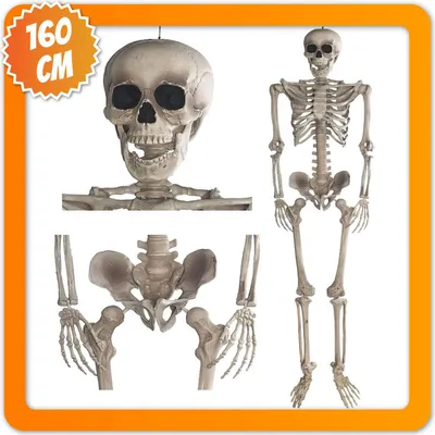 Obrázok produktu pre Dekoratívny kostlivec 160 cm na Halloween