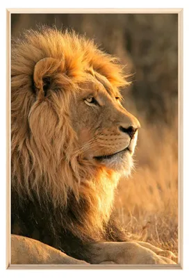 Image de Tableau mural encadré lion profil doré 80x120 cm, Tableau mural moderne pour décoration intérieure