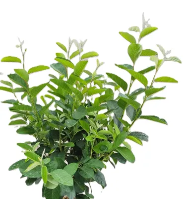Image de Poirier de roche Amelanchier lamarckii 'Rainbow Pillar' 80 - 100 cm