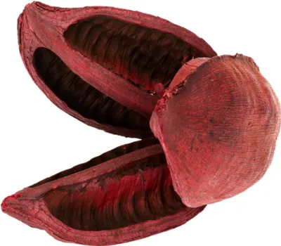 Produktbild von Sororoca Frucht rot ca.10-15cm