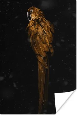 Produktbild von MuchoWow® Poster Vogel - Gold - Papagei 40x60 cm - Plakate für die Wand - Poster Babyzimmer