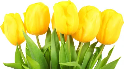 Produktbild von Tulup Glas-Bild -140x70- Wandkunst Dekorative Wand für Küche & Wohnzimmer - Blumen & Pflanzen - Gelbe Tulpen - Gelb