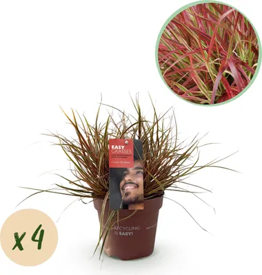 Produktbild von Ziergräser - Uncinia rubra Everflame - Rot - 4 Pflanzen - Immergrün - Wenig Pflege - 40-50cm - Ø17cm - Gartenpflanze