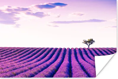 Produktbild von MuchoWow® Poster Lavendel - Bäume - Lila - Blumen 90x60 cm - Schlafzimmer