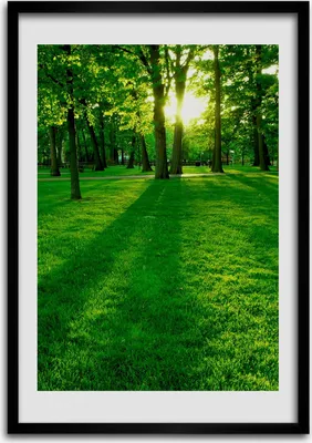 Produktbild von Bild - Bilderrahmen - Foto - 70 cm x 100 cm - MDF - Rahmen - Wandkunst - Sonne im Park