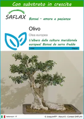 Immagine prodotto di SAFLAX  - Olivo - 20 semi - Con substrato - Olea