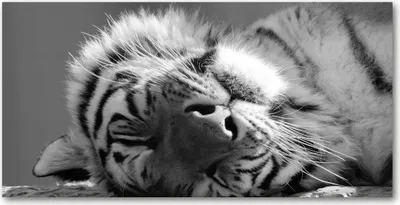 Produktbild von Tulup® Glas-Bild - 100x50 -Wandkunst - Wandbild hinter gehärtetem Sicherheitsglas  - Tiere - Müder Tiger - Schwarzweiß