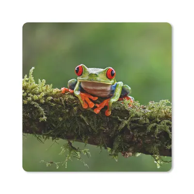 Produktbild von MuchoWow® Mauspad Mousepad Rotäugiger Quecksilberfrosch auf bewachsenem Ast 20x20 cm - Mousepads - Maus Mat - Pad - Mausunterlage - Desk Mat - Bureauartikeln