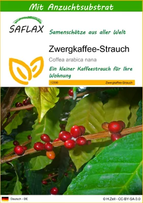 Produktbild von SAFLAX - Zwergkaffee-Strauch - 8 Samen - Mit keimfreiem Anzuchtsubstrat - Coffea arabica nana