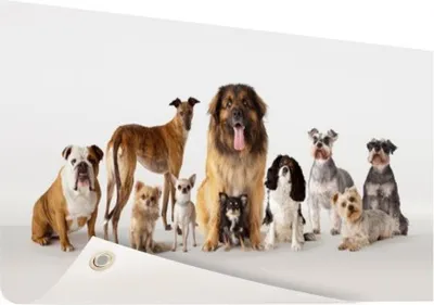 Produktbild von Gartenposter - 120x80 cm - Gruppenportrait von Hunden  - Modernes Wandbilder - HausTierposter