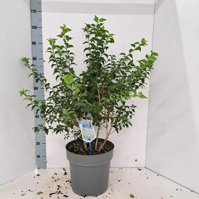 Obrázok produktu pre Prunus incisa 'Yamadei' – okrasná čerešňa | 100–110 cm v črepníku