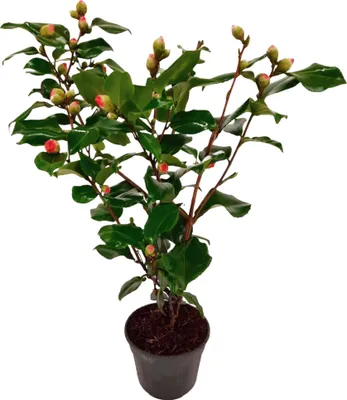 Produktbild von Japanische Rose - Camellia japonica 'Dr. King' - Höhe 50-60cm - ⌀15cm