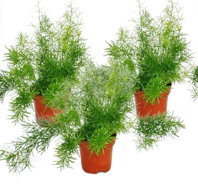 Produktbild von Spargel (Asparagus densiflorus sprengeri), 3er-Pack